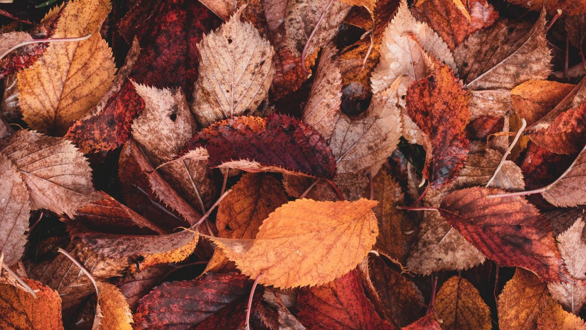 Immersione nell’autunno🍂