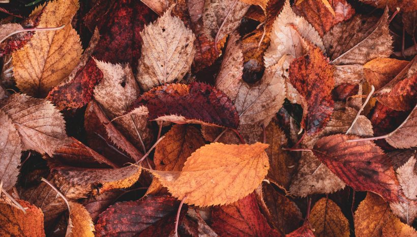 Immersione nell’autunno🍂