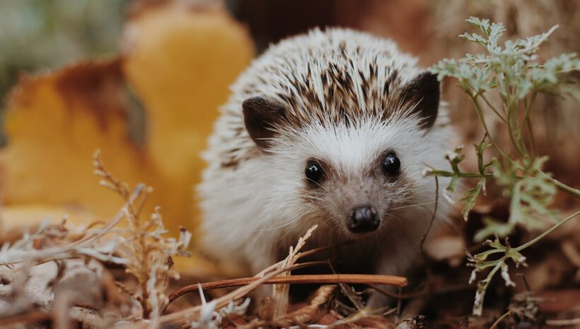 Fai tana con noi?🦔