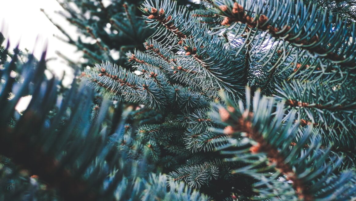 L’inizio di dicembre L’inizio di dicembre