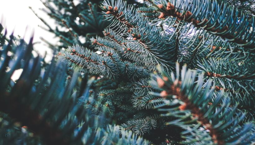 L’inizio di dicembre
